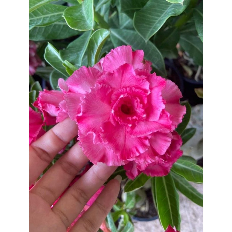 Adenium Grafting "Camelia"