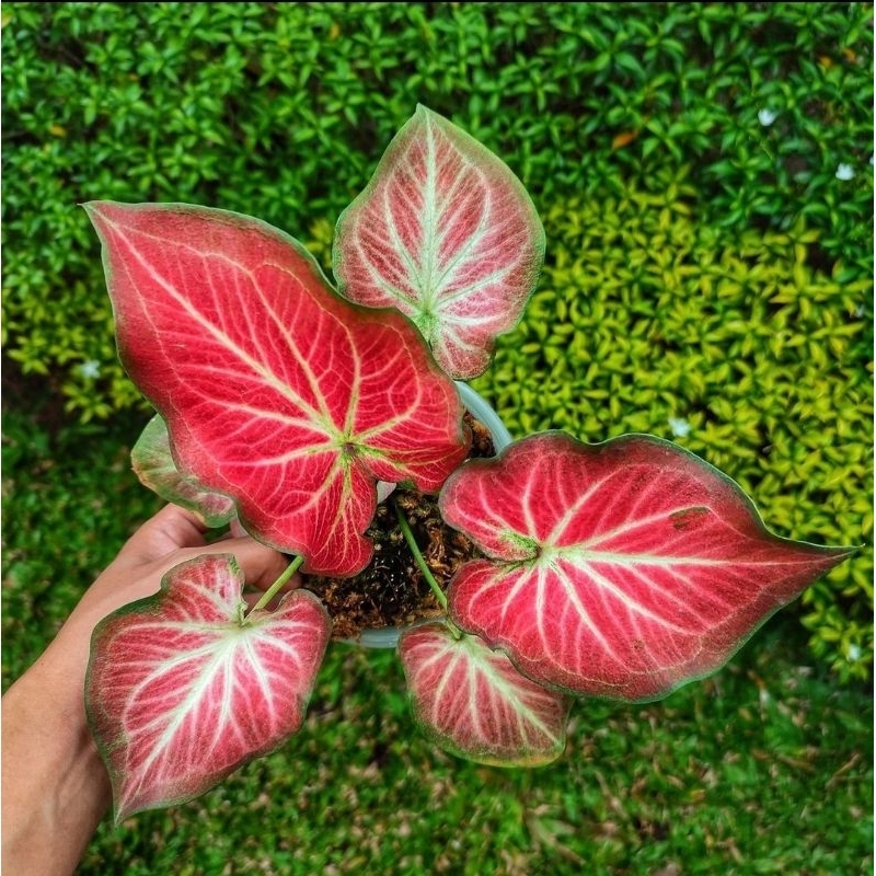Keladi Rich Of Thai-Tanaman Hias Caladium Thailand Seriess
