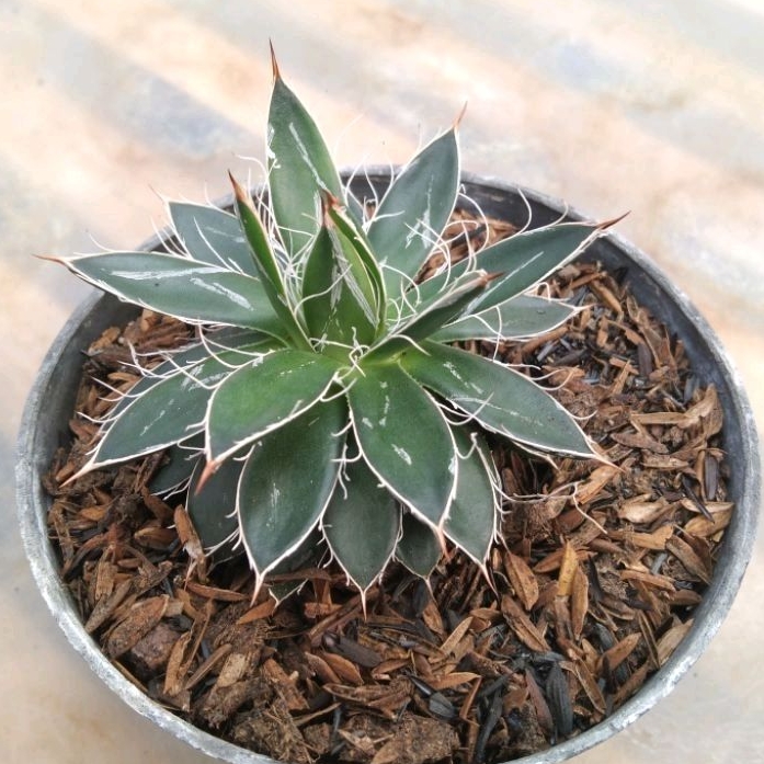 kaktus sukulen// agave berlulu