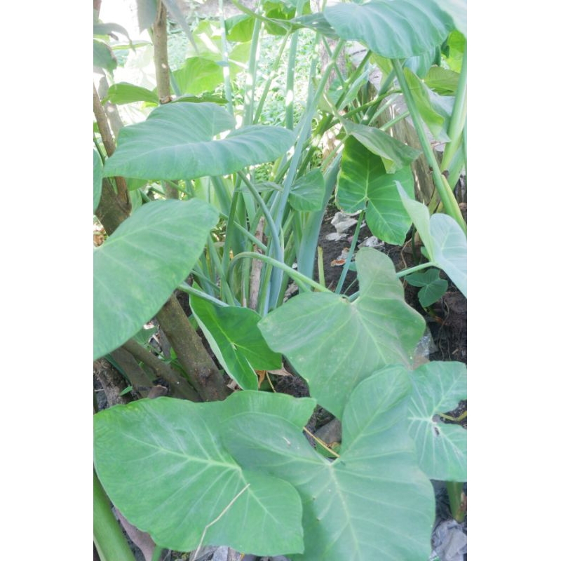 

DAUN LOMPONG SEGAR DIPETIK LANGSUNG