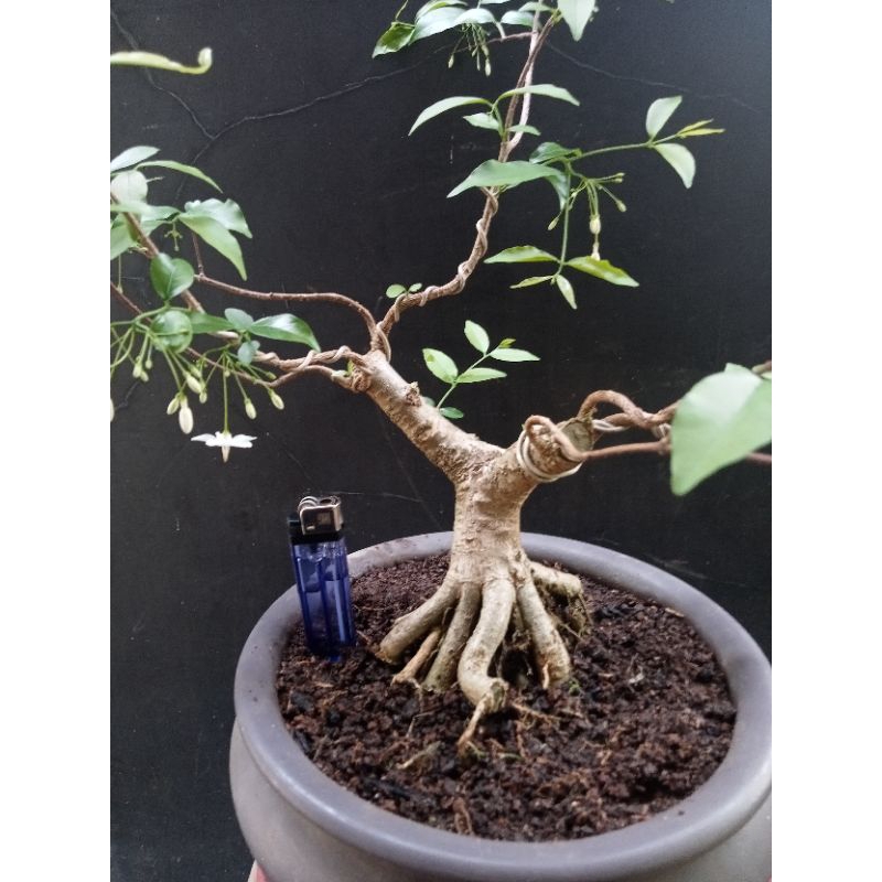 Bonsai Anting putri murah prospek