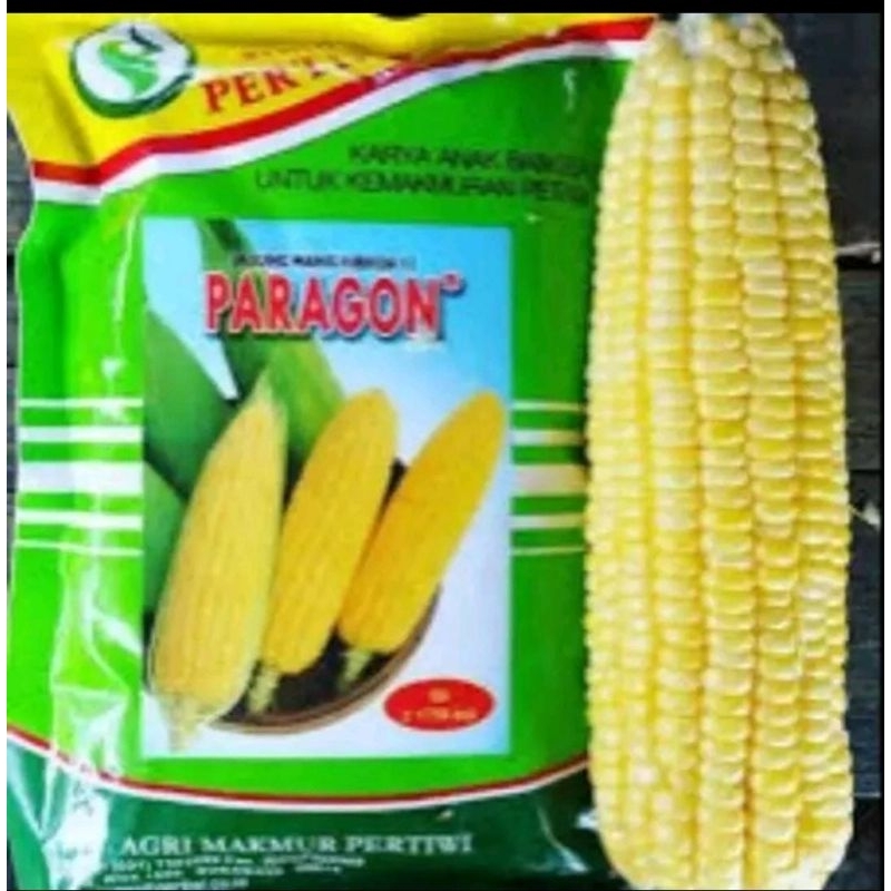 Benih jagung manis paragon