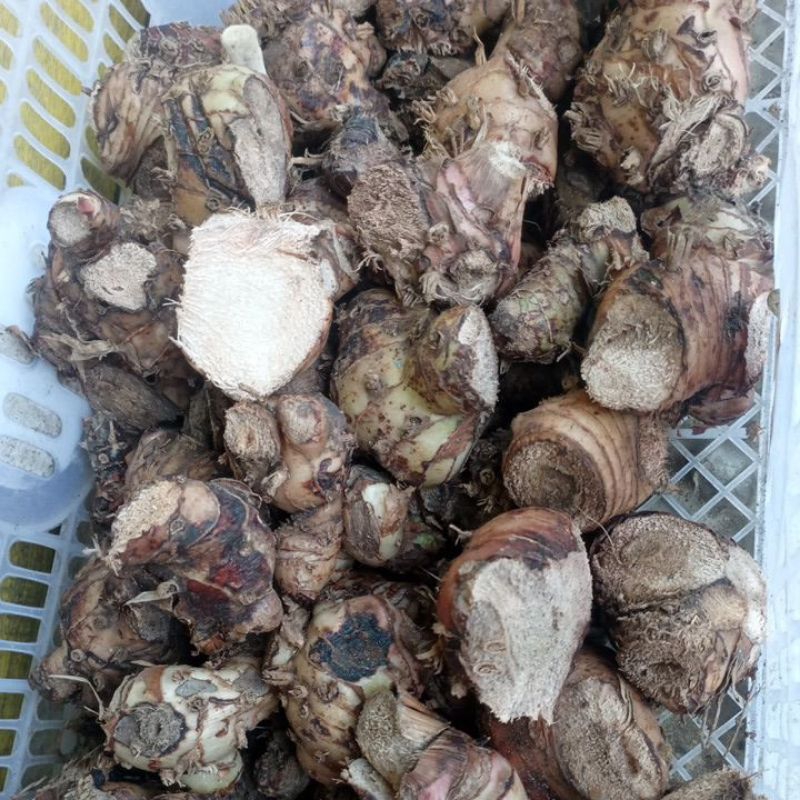 

Laos / Lengkuas fresh