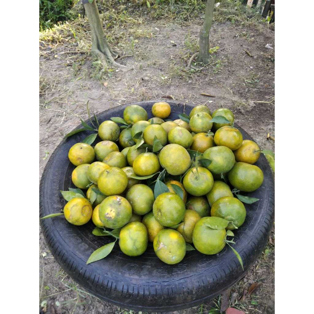 

Buah jeruk siam madu fresh (1 kg)