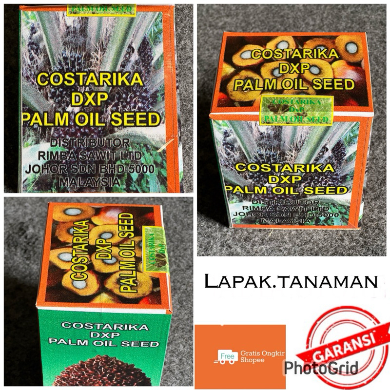 bibit sawit Costarika 250 butir (bersertifikat)