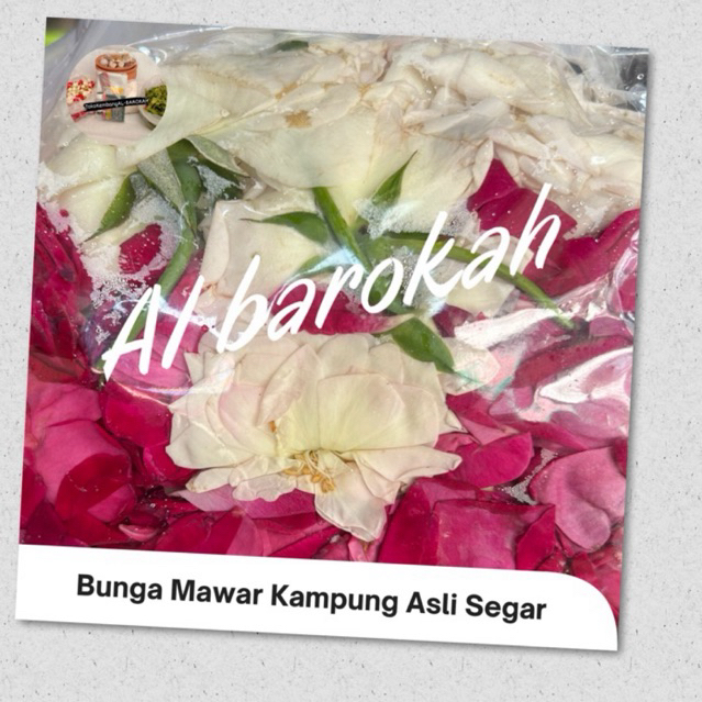 bunga mawar kampung tabur segar asli