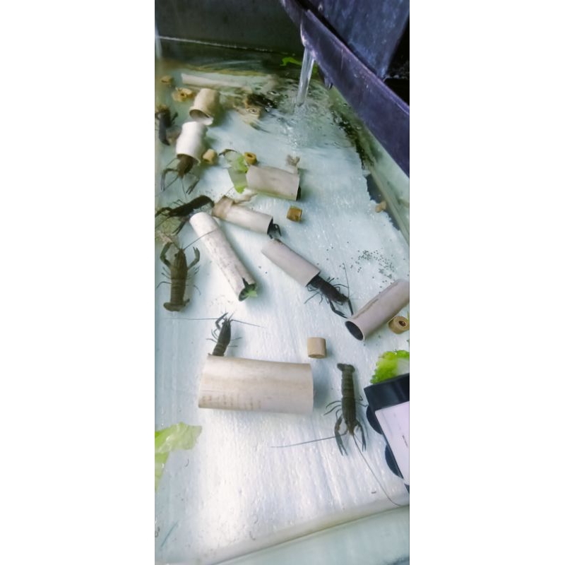 

Lobster Air Tawar 1 Set Indukan