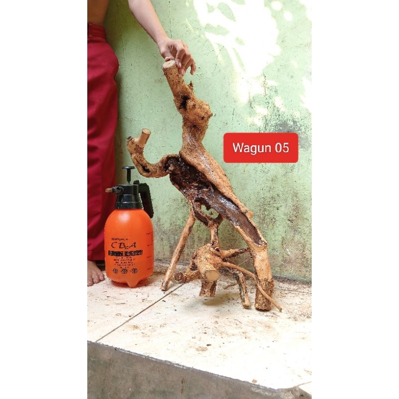 Bahan Bonsai Wahong Gunung Large Realpict 15