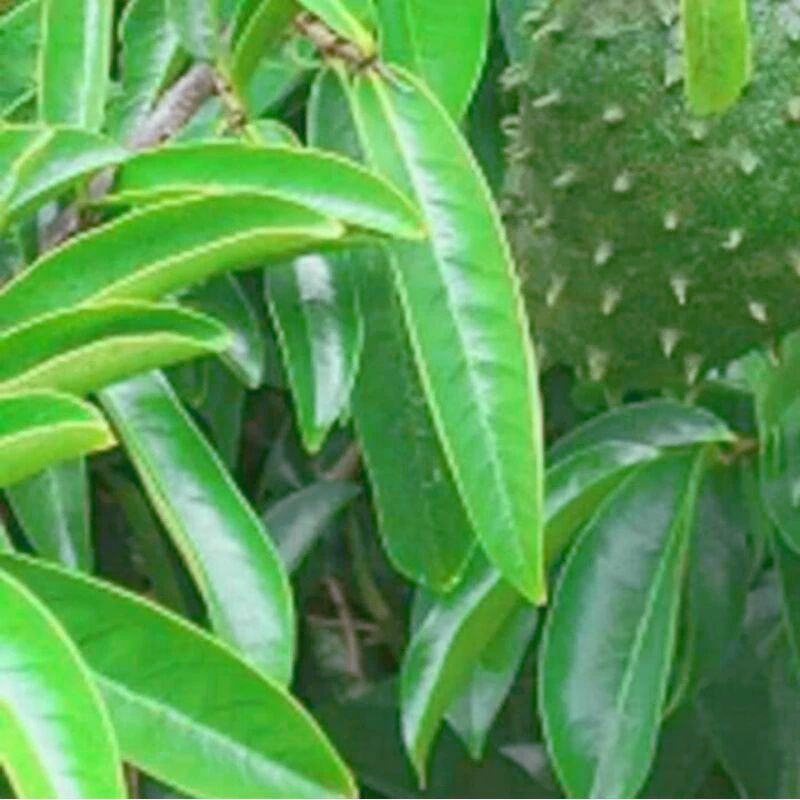 

daun nangka welanda perpak 100 lembar