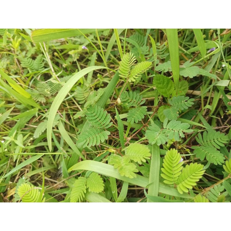 

daun putri malu segar 250gram