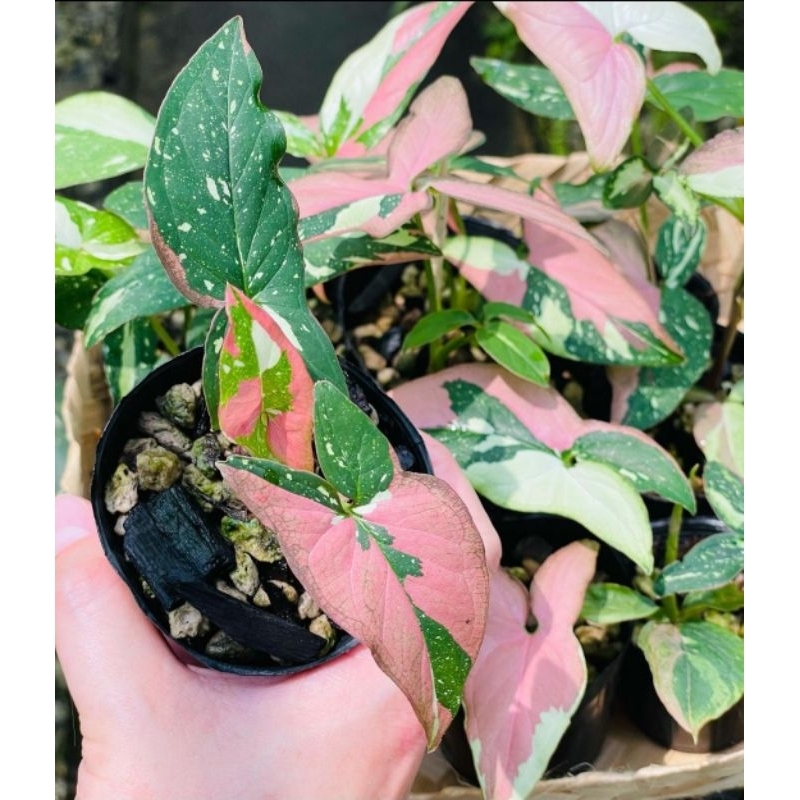 Tanaman Hias Syngonium Pink Spot Tricolor-Syngonium Tricolor Cantik Murah