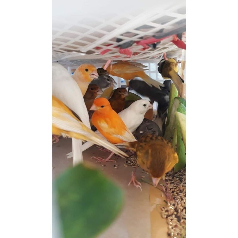 GROSIR KENARI LOPER JANTAN