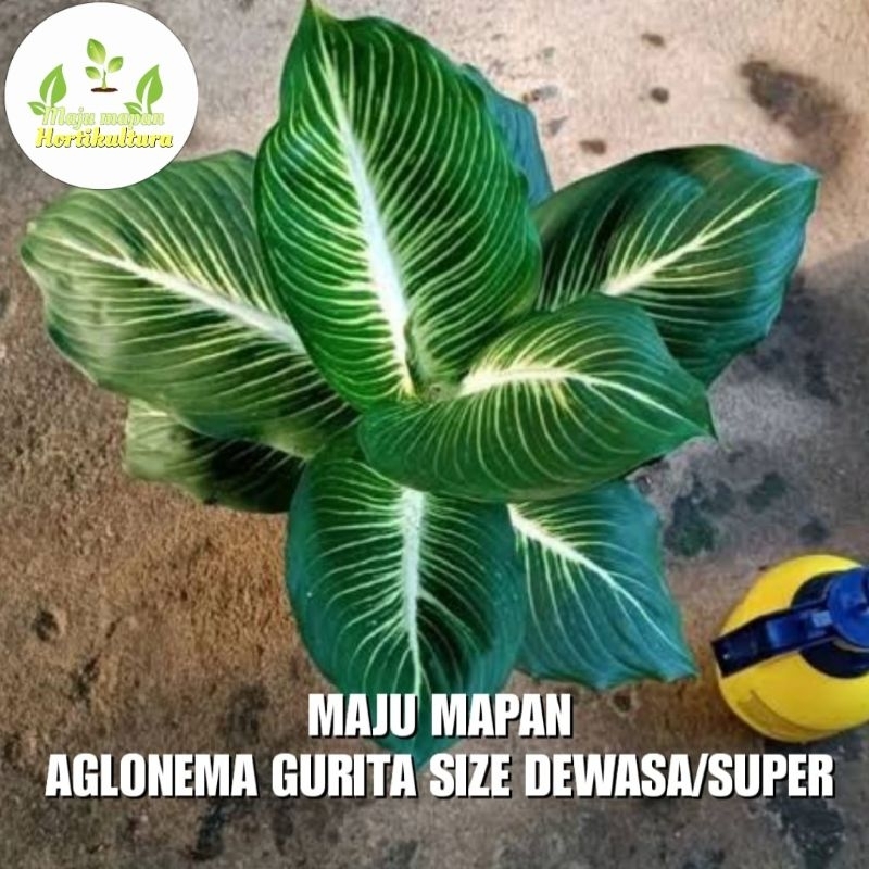AGLONEMA GURITA SUPER (DIVEN GURITA)