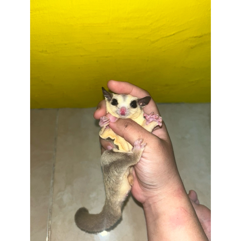 sugar glider platinum