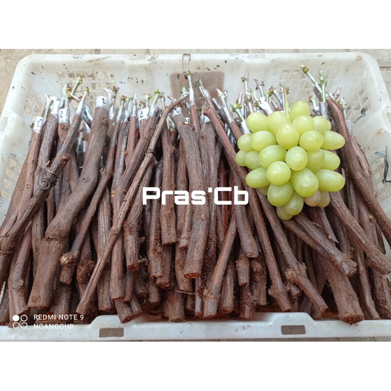 1 paket isi 10 cuting grafting anggur import