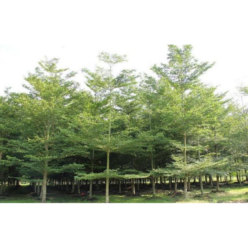 Bibit Tanaman Ketapang Kencana-Ketapang Kencana-Bibit Ketapang