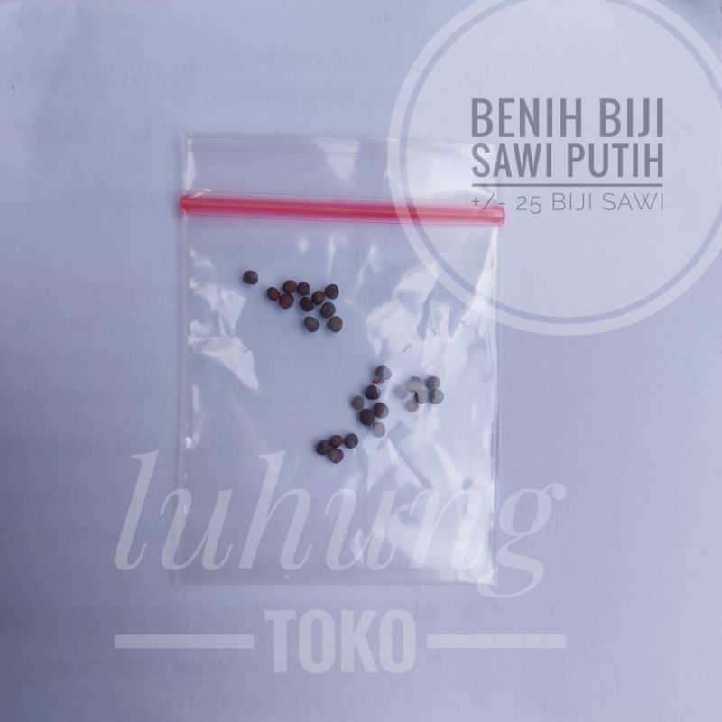 Benih/biji sawi putih F1 dataran rendah unggul - chinese cabbage kimchi