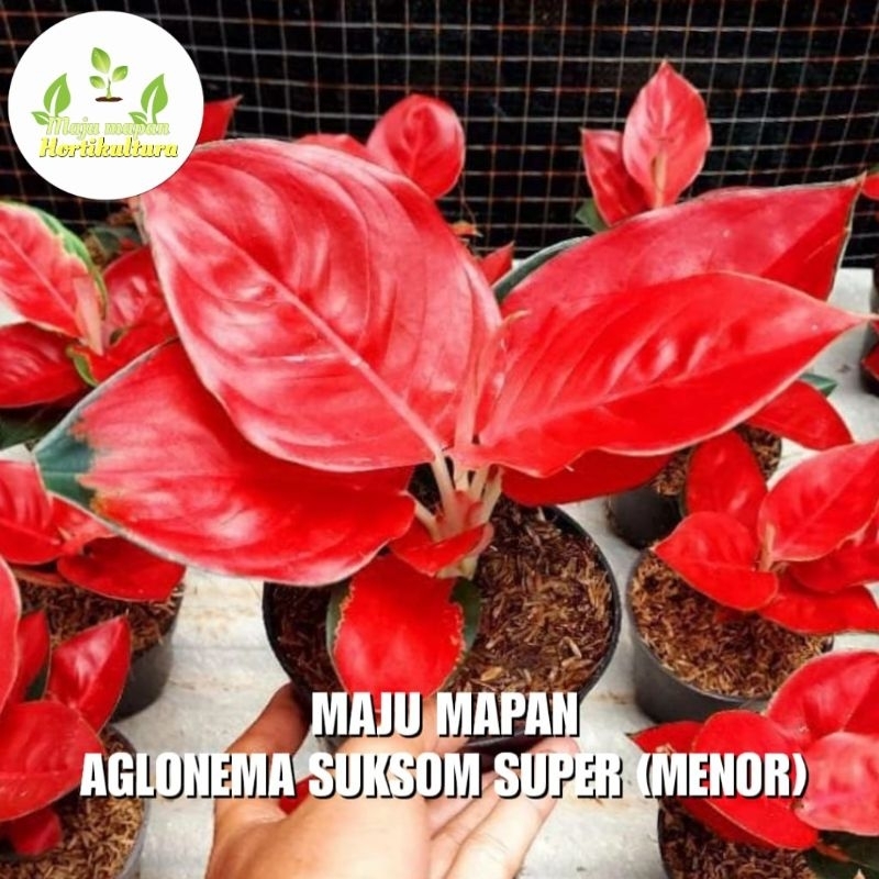 AGLONEMA SUKSOM SUPER (MENOR)