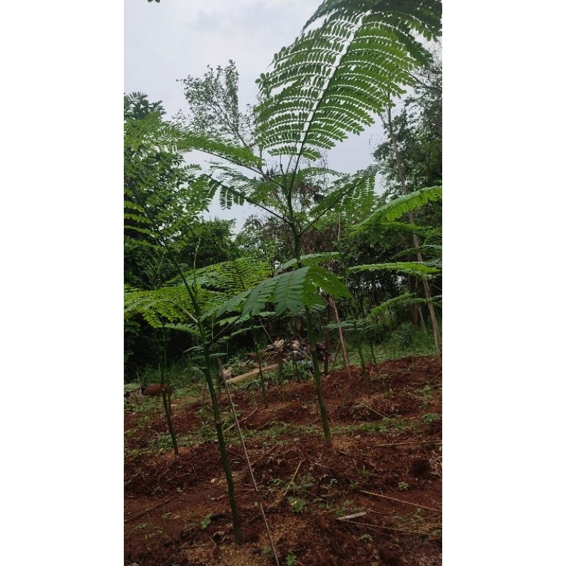 pohon solobium 2 meter