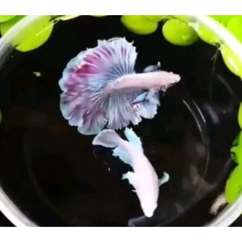 

KARDUS 1 PASANG HM SIAP BREDING