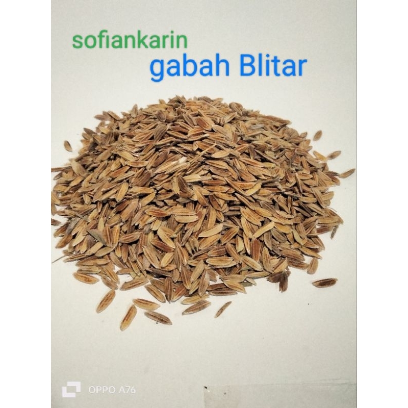 gabah ketan putih 1kg