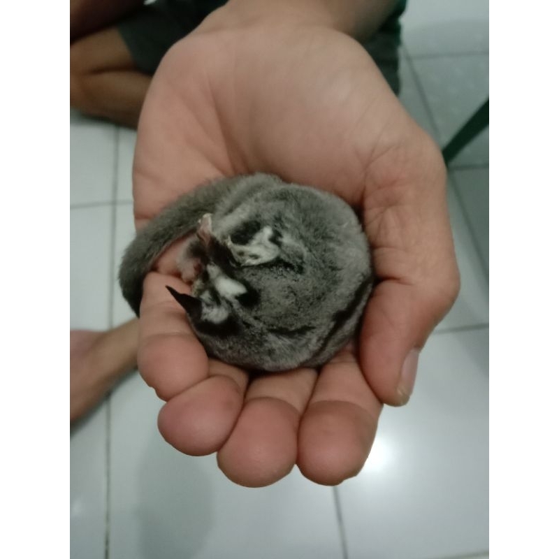 SugarGlider / Tupai terbang