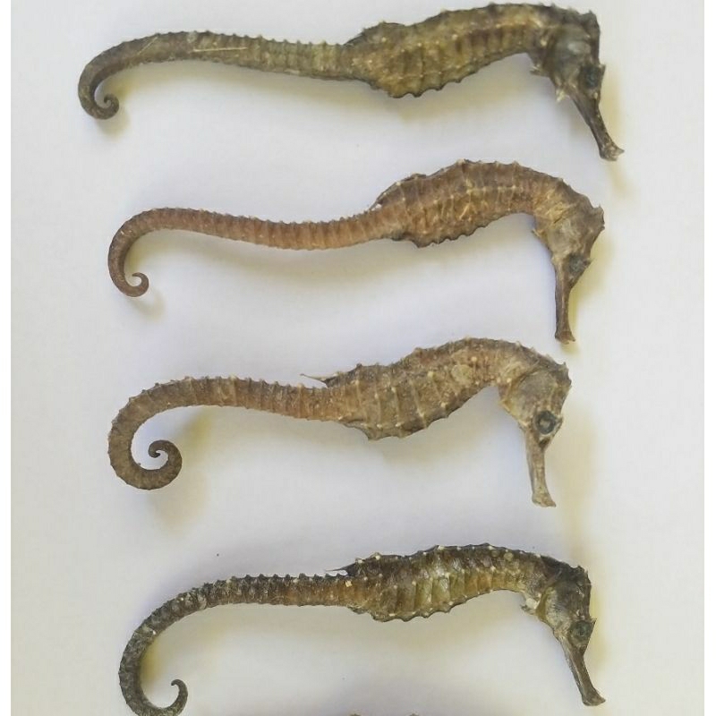 

KUDA LAUT ORIGINAL BERKUALITAS | UK 5-6CM