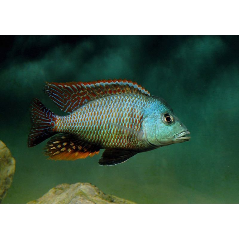 tetrastigma cichlid