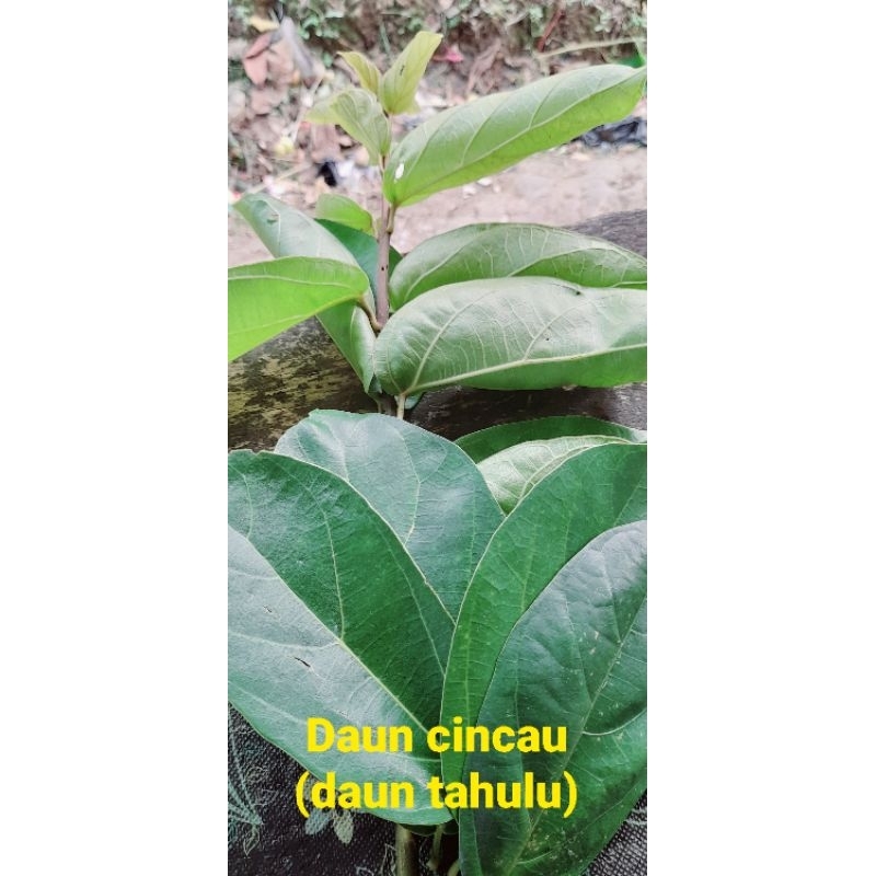 

Daun cincau (Daun tahulu)