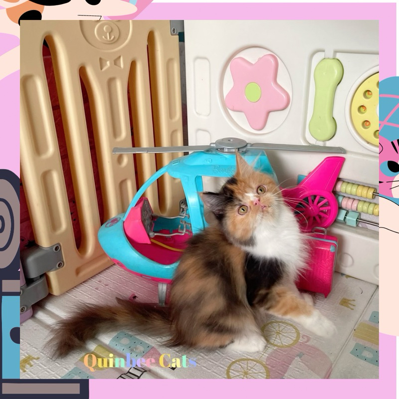 Kucing Persia Peaknose Betina Calico dan hima ragdoll cinnamon