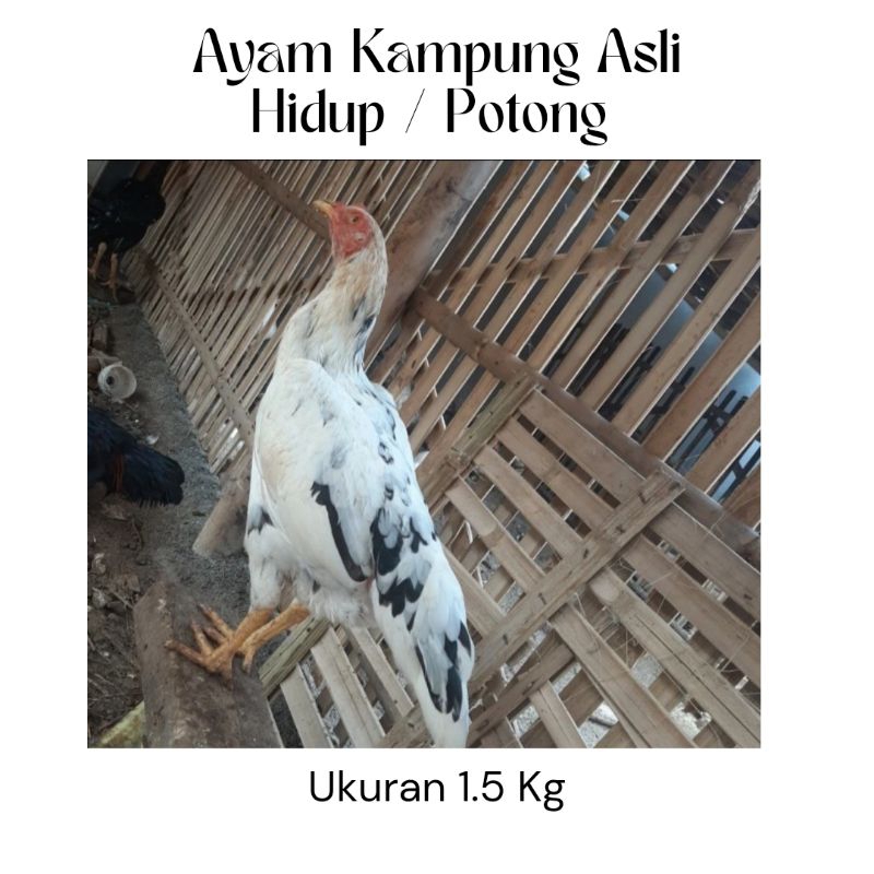 

Ayam Kampung Asli 1.5 Kg
