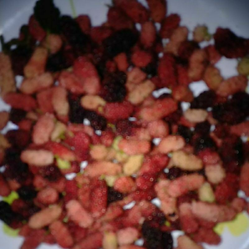 

Buah Murbe Murbei Besaran