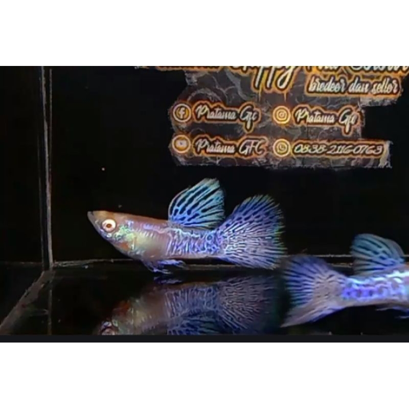 hiasan akuarium ( Albino metal Snackskin Purple Lace )