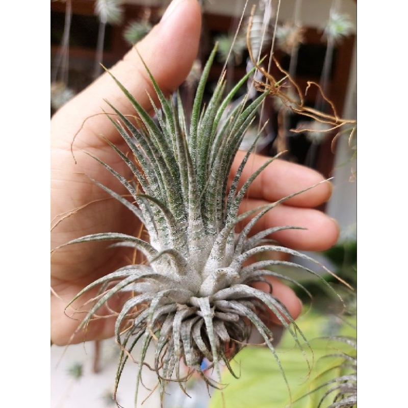 Tillandsia Ionantha Zebrina