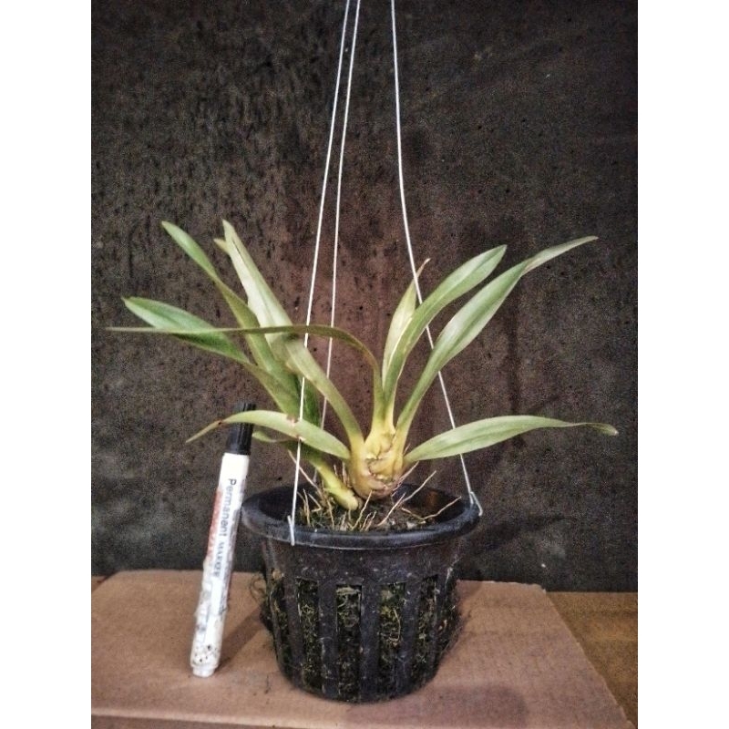 Grammatophyllum Singo Edan | Scriptum x Speciosum | Anggrek Exclusive | Rare Item  | Remaja
