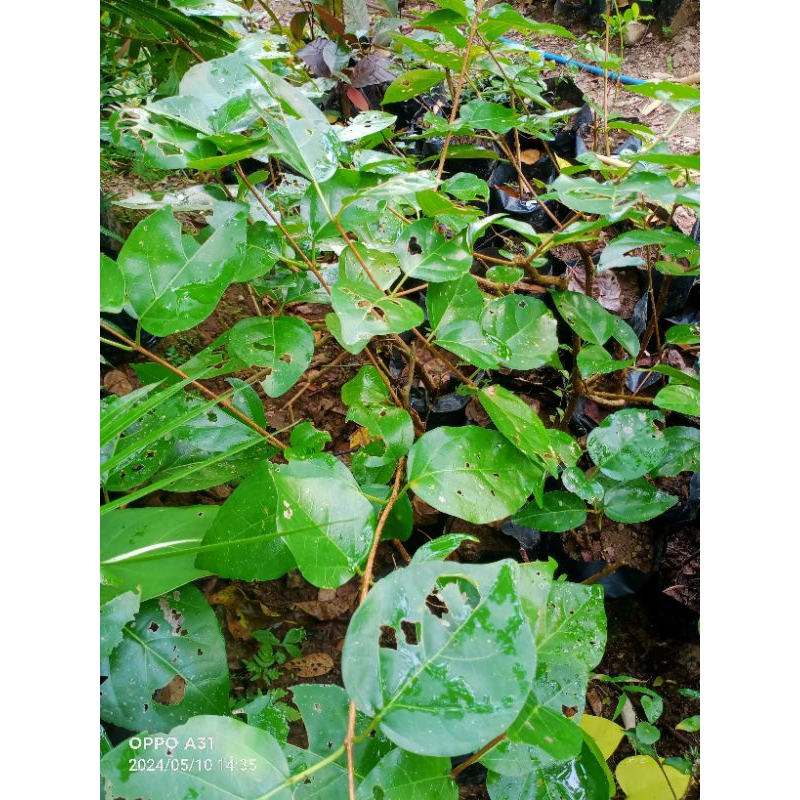 bibit wahong laut dan wahong gunung