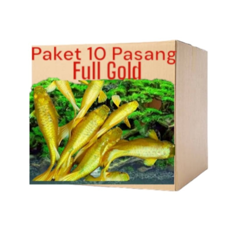 

Kardus box merk guppy full gold 24 K paket 10 pasang