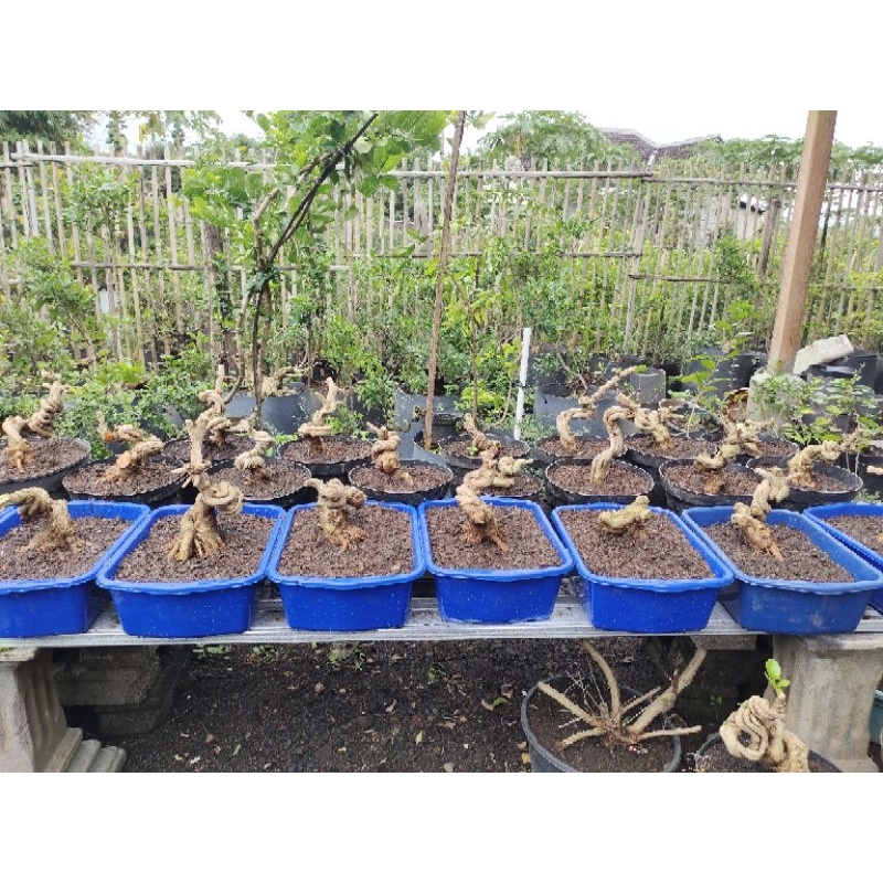 bonsai sancang meliuk prospek