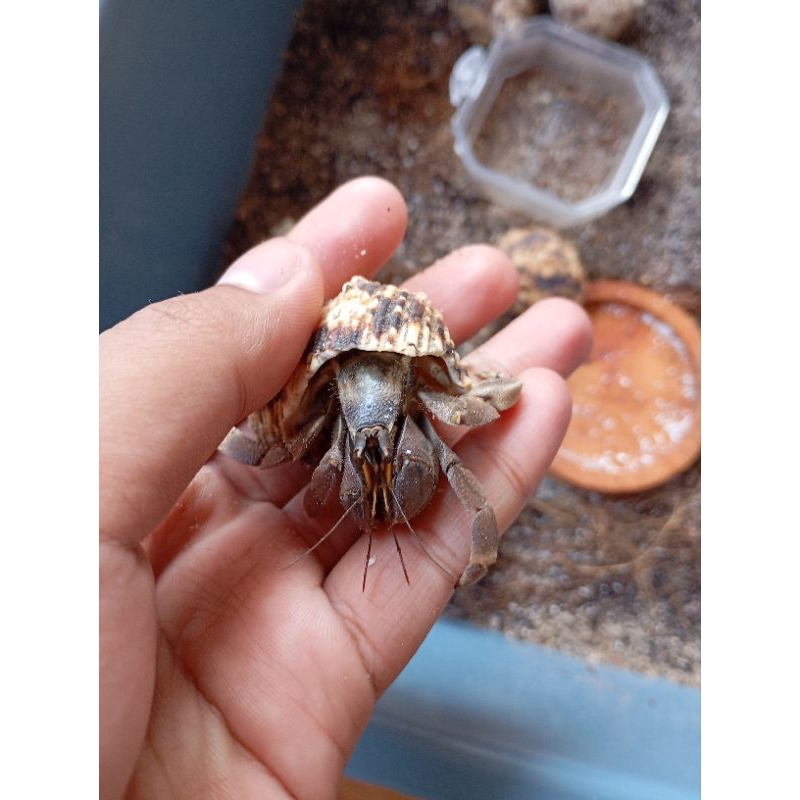 kelomang darat Size m+ Rugo. kelomang eceran. Hermit crab