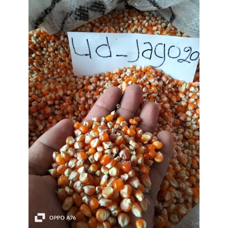 jagung unyil/jagung kristal/jagung madura/ jagung kecil /  jagung  bulat..jagung pankan burung merpa