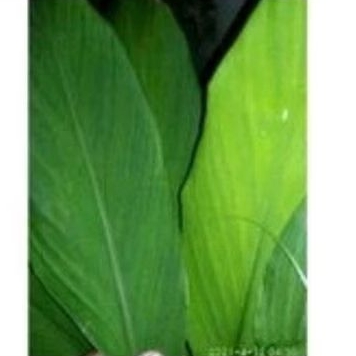 

daun kunyit segar organik daun kunir fresh petik dari kebun sendiri