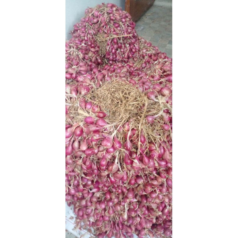 

bawang merah asli brebes