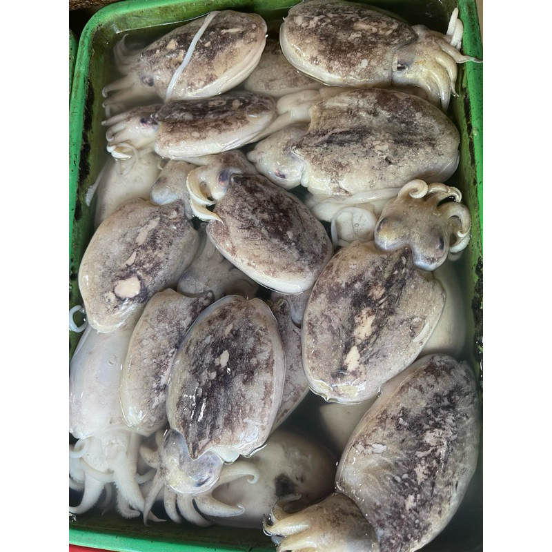 

cumi sotong