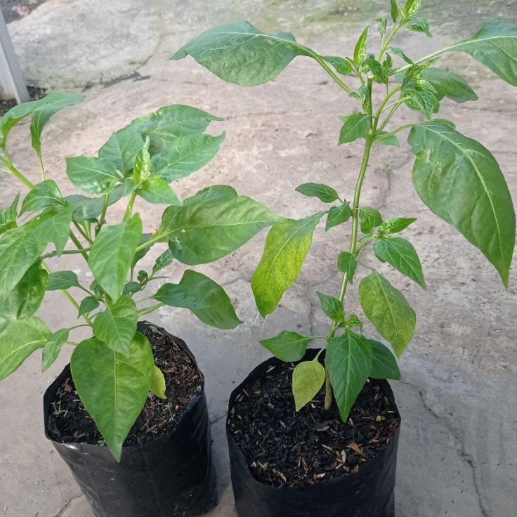 Bestseller Tanaman Cabe Rawit Setan Cabe Merah Pohon Cabe Rawit Setan