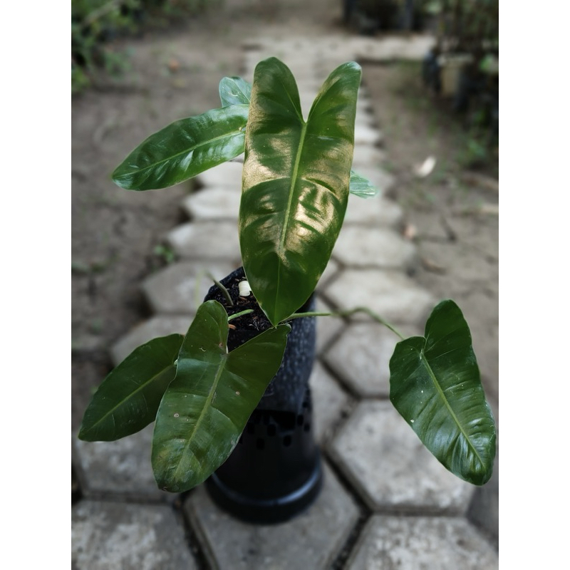 Philodendron burlemarx