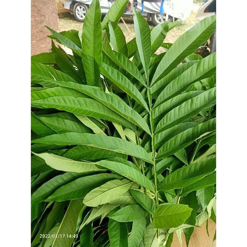 

Daun Sungkai Hanya daun saja per 1kg