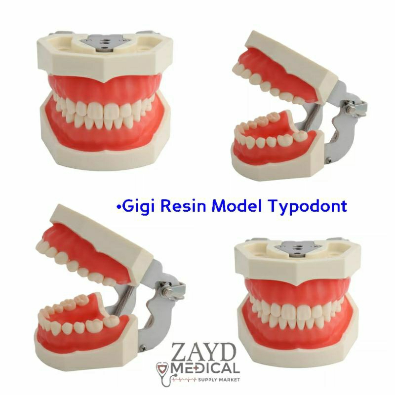 Phantom Manikin Gigi Lepas Pasang/ Manekin Dental Gigi Resin