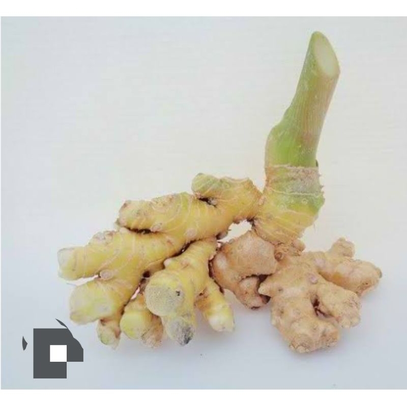 

lempuyang wangi/ gajah 1kg