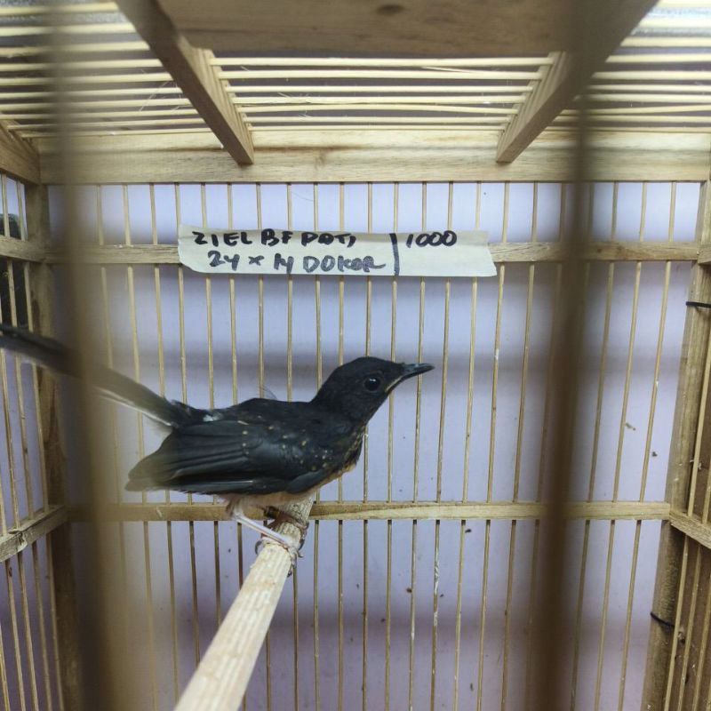 murai batu trotol jantan