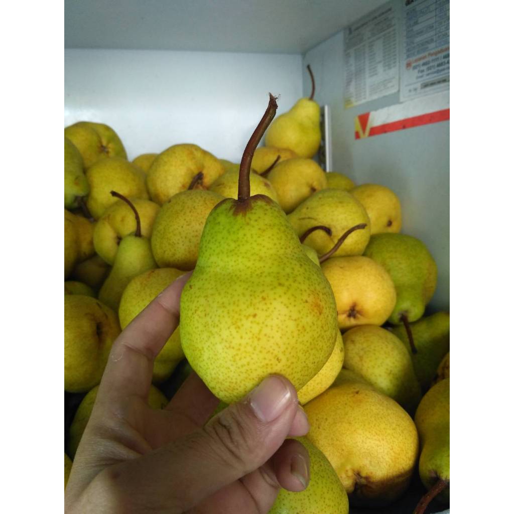 

Pear Packam / Pir Hijau /